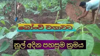 බෝංචි වගාවට නූල් අදින ආකාරය//bonchi wgawa//Bean cultivation