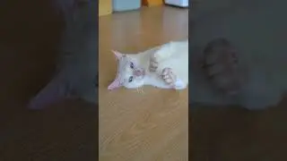 I was so shocked! I have a cat worth 150 million rupiah.