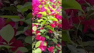 Sub for more these videos 