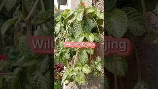 Plantae, Untuk Ide Tanaman Hiasan