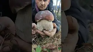 This is a white mushroom - barrel