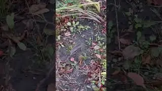 the mouse runs away