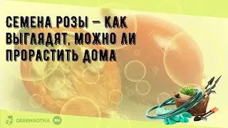 Семена розы — как выглядят, можно ли прорастить дома