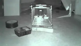 The Escape