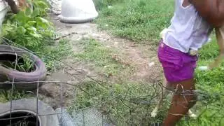 The dog had hump her leg