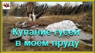 Купание гусей в моем пруду