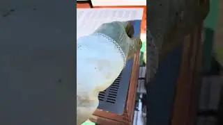 Propolis Traps