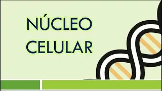 CÉLULA: Núcleo Celular | Estructura y Función