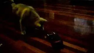 Loki the Malamute and an RC Car - Video 2