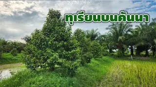 อัพเดต ทุเรียนปลูกบนคันนาดินทราย อายุ 4 ปี  30 กว่าต้น บ.ปิยะพร อ.เซกา จ.บึงกาฬ