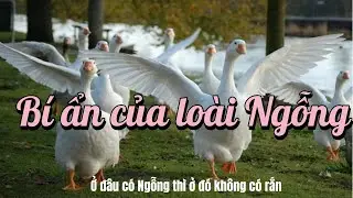 Bí ẩn đằng sau sự hung hãn của loài ngỗng, tại sao 'ở đâu có ngỗng thì ở đó không có rắn?