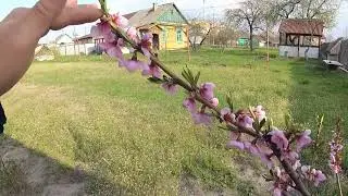 Цветение персика