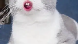 кошка лана,
кошка рожает,
кошка лана и кот лео,
кошка и собака,
кошкар мен теке,
кошка и собака 4 се