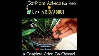 Use This Soil mix for Gazania Flower Plant!