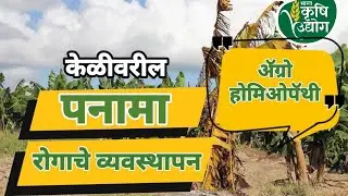 केळीच्या पनामा रोगावर होमिओपॅथिक औषधी ने नियंत्रण.|भारत कृषी उद्योग| # केळी लागवड