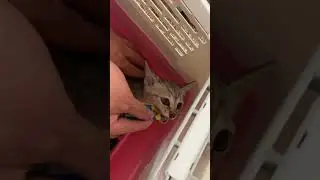 銀白小貓