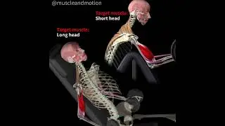 INCLINE BICEPS CURLS VS. PREACHER CURLS 📢