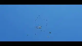 николаевские голуби г. Саки
