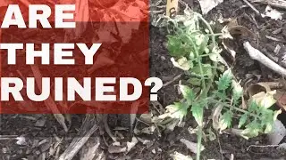 Did I Ruin My Tomatoes? (Sun Burned Tomato Plants)