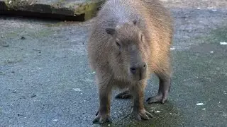 Дружное семейство Капибар!🦫🦫🦫И чайка в гостях)🐦 СКАЗКА❤️