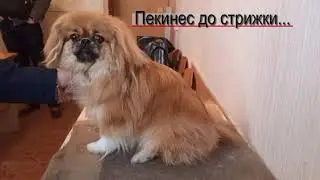 Пекинес до и после стрижки./1 апреля 2021 год./ стрижка собак.