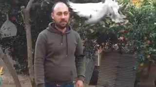 Сальто голубя
