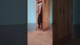 How to train a dog not to run out the door