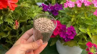 Just 1 cup makes it explode with growth and bloom  See the incredible result