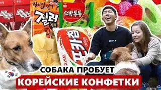 СОБАКА пробует КОРЕЙСКИЕ КОНФЕТКИ