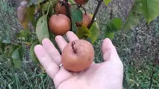 Груша Нэши
