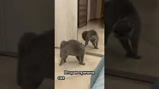 Почему кошка царапает зеркало 🐈🪞 