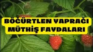 BÖĞÜRTLEN YAPRAĞI MÜTHİŞ FAYDALARI