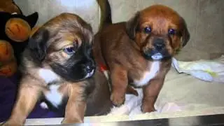 Burlington Animal Hospital