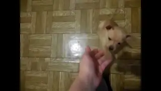 МОИ ЩЕНКИ