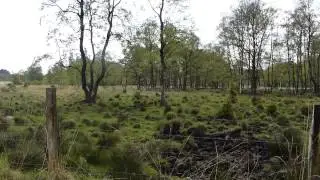 HIGHLANDS COWS ^^
