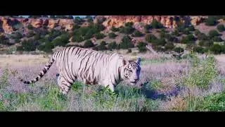 Tiger King Park Rescues