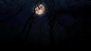 Moon above forest animation