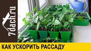 Как ускорить рассаду. Особая методика посева семян - 7 дач