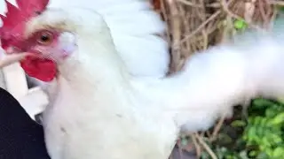 Chooky blooper! Casual Chaos and Cuteness #49