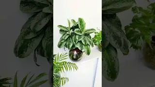 Аглаонема в  #сфагнумфускум  #sphagnum_eco  #plants  #myplant #растения #аглаонема #aglaonema