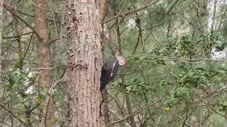 Two peckers