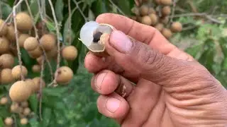 Countryside life Longan fruit in farm