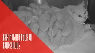 У кошки комки на шерсти/ шерсть клоками, Что делать?