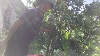 Hướng dẫn cách chăm sóc bưởi để cho ra nhiều quả