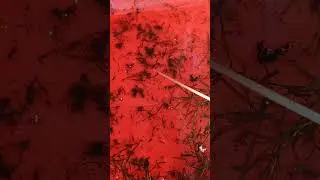 മറ്റു മീനുകളുടെ കൂടെ  ചെമ്മീൻ വളർത്താമോ #shrimpvalarthal #shrimp #shrimpfood #shortvideo #shorts