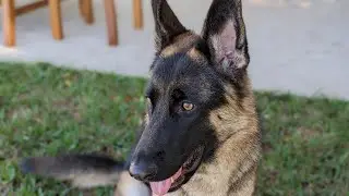 Pixel 7 Pro - 4K 30fps - Dog Vlog