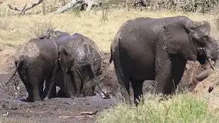 Elephants Vigorously Splashing during Mud Bath