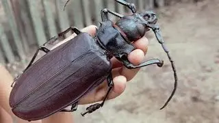 Топ 5 - Самых больших насекомых в мире