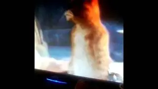 Кои в сапогах последняя серия