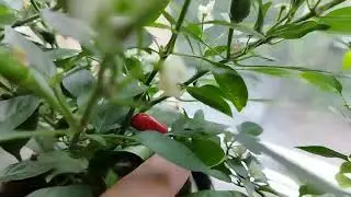 Перцы на подоконнике. Урожай.